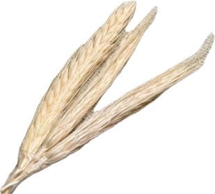 Espigas de trigo secas